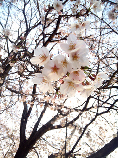 2013040203.jpg