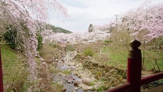 2017sakura2.jpg