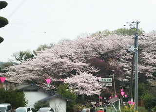 因島明徳寺さくらまつり.JPG